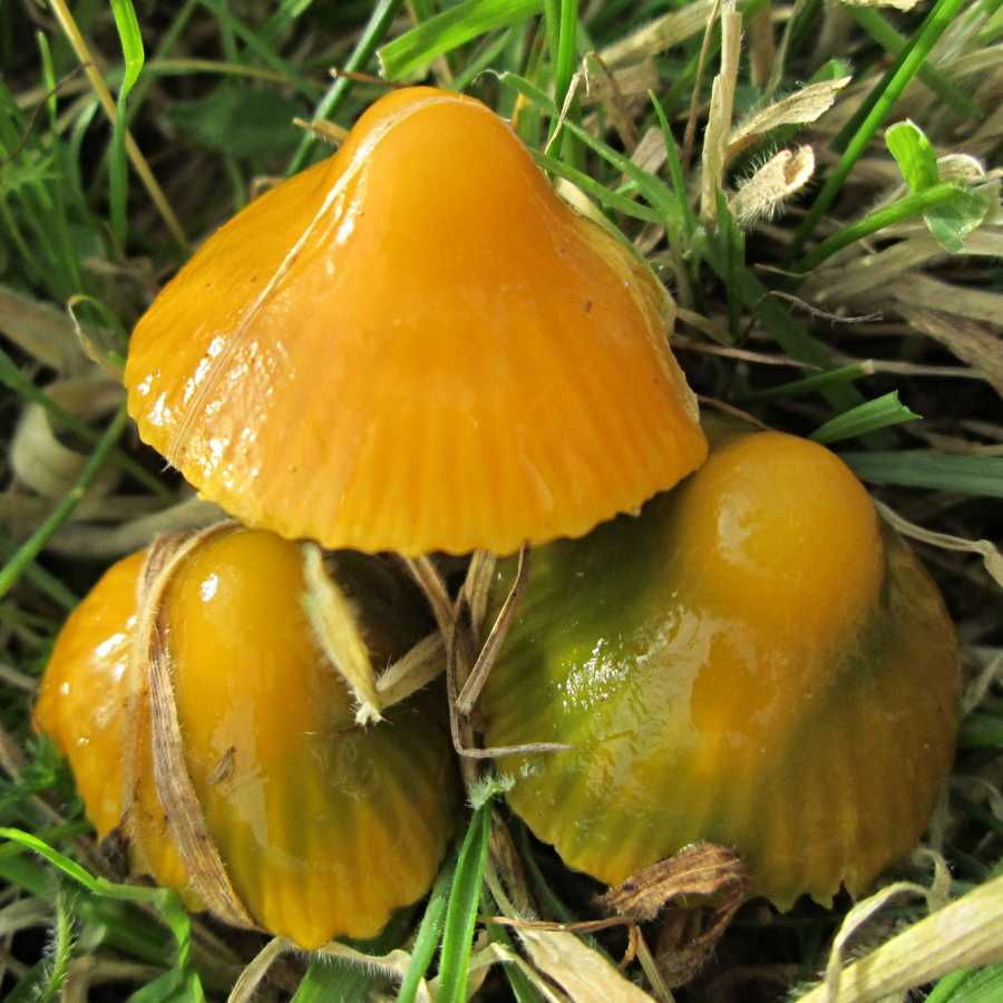 Yellow waxcap